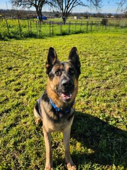 German Shepherd Dog Dogs Available for Adoption in Fulton, California - Boomer | PetCurious