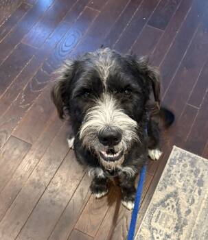 Rescue Terrier and Schnauzer Dogs for Adoption - Hershel | PetCurious