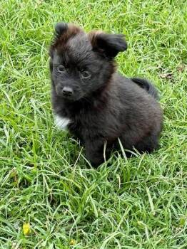 Pomeranian Dogs Available for Adoption in Wichita Falls, Texas - Nina | PetCurious