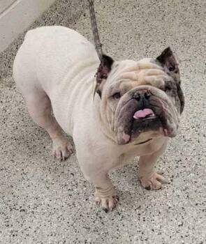 Jersey -  Pit Bull Terrier and English Bulldog Dog for Adoption in Kansas City, Missouri - Jersey | PetCurious
