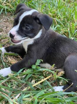 Diamond Girl -  Australian Shepherd Dog for Adoption in Troy, Missouri - Diamond Girl | PetCurious