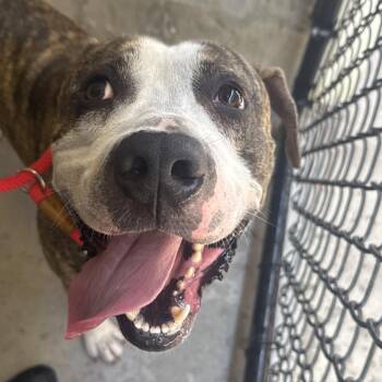 Polo -  Mixed Breed Dog for Adoption in Tampa, Florida - Polo | PetCurious