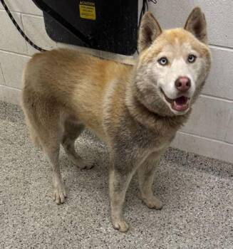 Phoenix -  Siberian Husky and Mixed Breed Dog Available for Adoption in Kansas City, Missouri - Phoenix | PetCurious