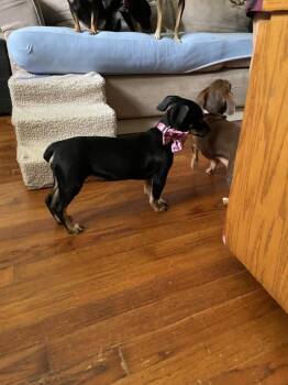 Arabella -  Miniature Pinscher Dog for Adoption in Silsbee, Texas - Arabella | PetCurious