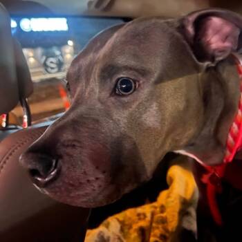 Rescue Pit Bull Terrier Dogs for Adoption in Spring Hill, Kansas - Ace | PetCurious