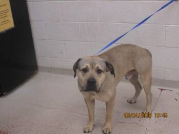 (29) -  Pit Bull Terrier Dog for Adoption in Marietta, Georgia - (29) | PetCurious