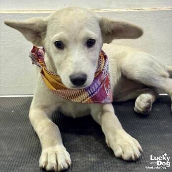Shepherd and Labrador Retriever Dogs Available for Adoption - Karl | PetCurious