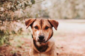 Shepherd and Mixed Breed Dogs Available for Adoption - 90858a Clarence | PetCurious