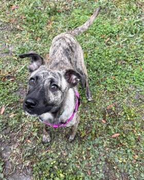 Mixed Breed Dogs Available for Adoption - Sarah | PetCurious
