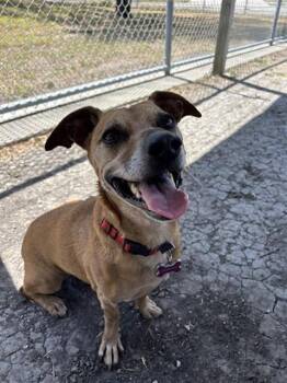 ELLIE LYNN -  Chihuahua and Dachshund Dog for Adoption in Corpus Christi, Texas - ELLIE LYNN | PetCurious