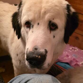 Rescue Great Pyrenees Dogs for Adoption in Glenfield, New York - Davis | PetCurious