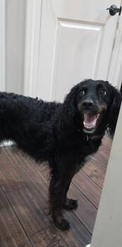 English Springer Spaniel and Poodle Dogs Available for Adoption in Ashville, Ohio - Shyla | PetCurious