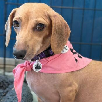 Freida -  Dachshund Dog for Adoption in Santa Monica, California - Freida | PetCurious