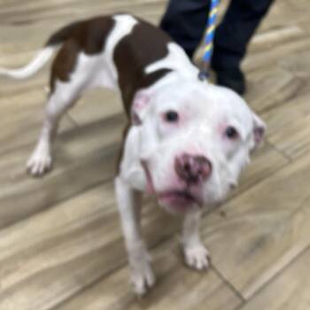 AHNJ-Stray-123995 -  Mixed Breed Dog for Adoption in Newark, New Jersey - AHNJ-Stray-123995 | PetCurious