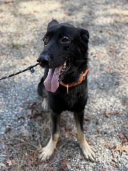 Rescue German Shepherd Dog Dogs for Adoption in Raleigh, North Carolina - General (CL) | PetCurious