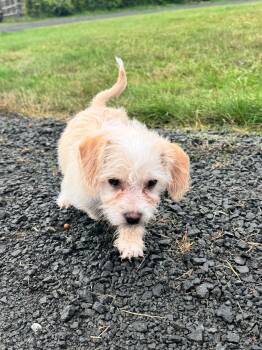 Sky -  Miniature Poodle and Terrier Dog for Adoption in Ephrata, Washington - Sky | PetCurious
