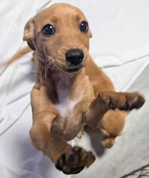 Pummba -  Chihuahua Dog for Adoption in Saint David, Arizona - Pummba | PetCurious
