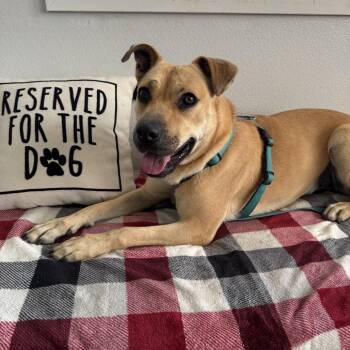 Lilac -  German Shepherd Dog and Mixed Breed Dog for Adoption in Hawthorne, California - Lilac | PetCurious