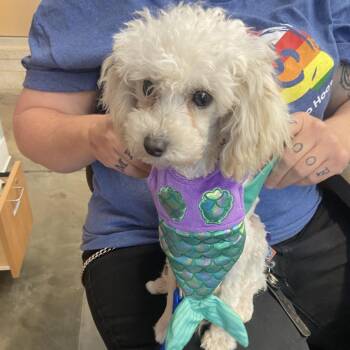 Hans -  Yorkshire Terrier and Poodle Dog for Adoption in Pittsburgh, Pennsylvania - Hans | PetCurious