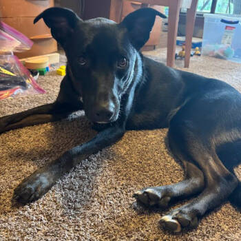 Rescue Labrador Retriever Dogs for Adoption in Buffalo, Minnesota - Onyx | PetCurious