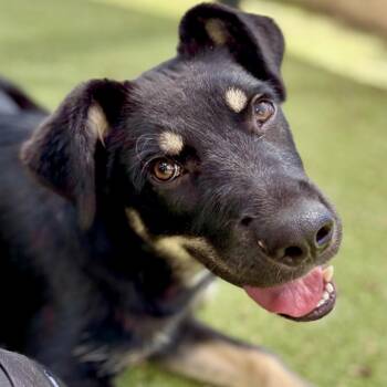 Shepherd and Mixed Breed Dogs Available for Adoption in Midland, Texas - FWT Theodore | PetCurious