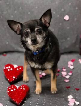 Chihuahua Dogs Available for Adoption - Kylo | PetCurious