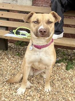 LUNA -  Siberian Husky and Labrador Retriever Dog for Adoption - LUNA | PetCurious