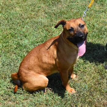 Honey -  Mixed Breed Dog for Adoption in Searcy, Arkansas - Honey | PetCurious