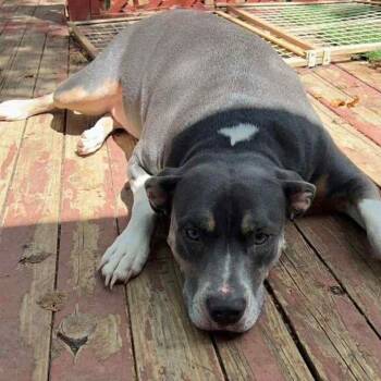 American Staffordshire Terrier and Pit Bull Terrier Dogs Available for Adoption - Hazel | PetCurious