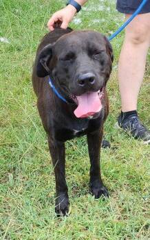 261060  Duffy -  Chocolate Labrador Retriever Dog for Adoption in Wetumpka, Alabama - 261060  Duffy | PetCurious