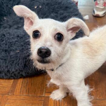 Flash -  Terrier Dog for Adoption in Goleta, California - Flash | PetCurious