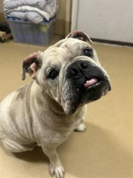 HAROLD -  English Bulldog Dog for Adoption in Chula Vista, California - HAROLD | PetCurious