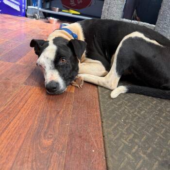 Kila -  Terrier and Mixed Breed Dog for Adoption in Wahiawa, Hawaii - Kila | PetCurious