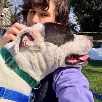 Pit Bull Terrier Dogs Available for Adoption - Kira | PetCurious