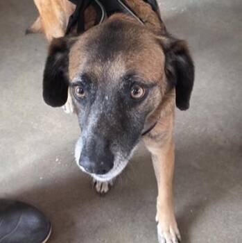 Mixed Breed Dogs Available for Adoption in Fernandina Beach, Florida - TUCKER | PetCurious