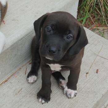 Mickey -  Beagle and Mixed Breed Dog for Adoption in Alma, Michigan - Mickey | PetCurious