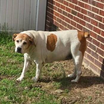 English Bulldog and Beagle Dogs Available for Adoption - Maggie GR | PetCurious