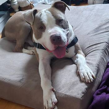 King -  American Staffordshire Terrier and Mixed Breed Dog for Adoption in Fredericksburg, Virginia - King | PetCurious