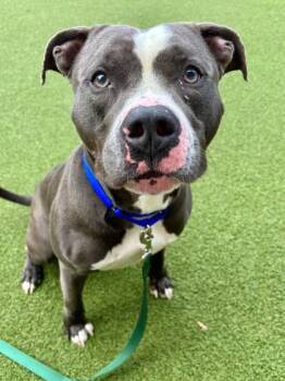 Mixed Breed Dogs Available for Adoption in West Chester, Pennsylvania - Cranston | PetCurious