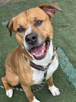 Navi Aire -  Pit Bull Terrier Dog for Adoption in Anderson, Indiana - Navi Aire | PetCurious