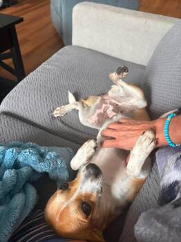 Chihuahua and Mixed Breed Dogs Available for Adoption in Valley Stream, New York - Amber | PetCurious