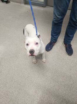 Rescue Pit Bull Terrier Dogs for Adoption in Troy, Ohio - Clark | PetCurious
