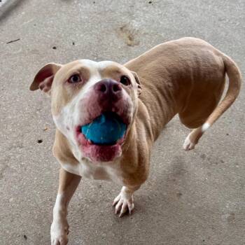 Pasta Salad -  Mixed Breed Dog for Adoption in Edwardsville, Illinois - Pasta Salad | PetCurious
