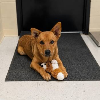 Foxy -  Collie Dog for Adoption in Chanute, Kansas - Foxy | PetCurious