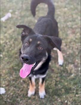Exxon -  Shepherd Dog for Adoption in Lutz, Florida - Exxon | PetCurious