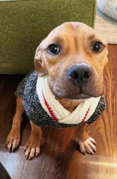 MARCO POLO -  American Staffordshire Terrier Dog for Adoption in Huntington, New York - MARCO POLO | PetCurious