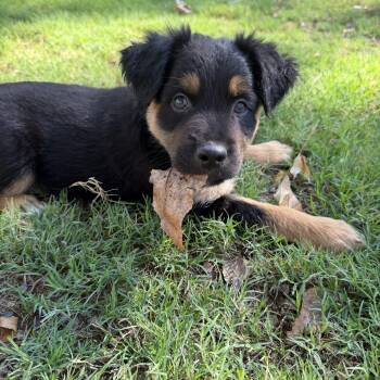 Ruffles -  Australian Shepherd and Bernese Mountain Dog Dog for Adoption in Gilbert, Arizona - Ruffles | PetCurious