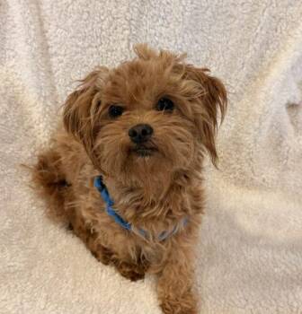 Maltipoo Dogs Available for Adoption in Henderson, Nevada - Willy | PetCurious