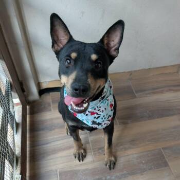 Terrier Dogs Available for Adoption - Toto | PetCurious