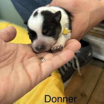 Donner -  Australian Cattle Dog Blue Heeler and Mixed Breed Dog for Adoption in Lynchburg, Virginia - Donner | PetCurious